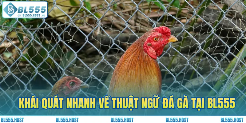 Khái quát nhanh về các thuật ngữ đá gà tại BL555