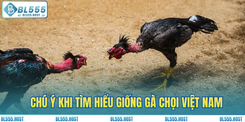 Chú ý quan trọng khi tìm hiểu giống gà chọi của Việt Nam