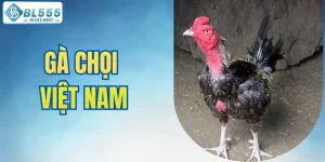 gà chọi Việt Nam